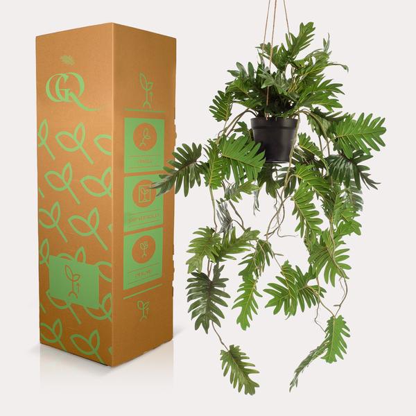 Plant Philodendron hangkunstplant - 80 cm