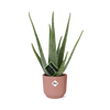 Plant Aloe Vera d12cm in roze pot ELHO