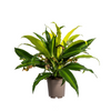 Plant Mixed Combo Ø17cm - ↕60cm