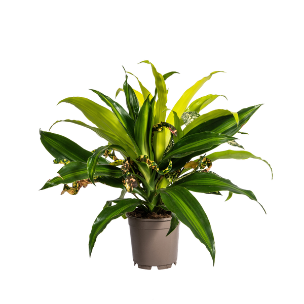 Plant Mixed Combo Ø17cm - ↕60cm