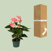 Plant Anthurium Sweet Dream - Ø12cm - ↕35cm