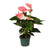 Plant Anthurium Sweet Dream - Ø12cm - ↕35cm