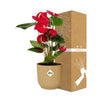 Plant Rode Anthurium in stijlvolle gele pot - (hoogte tot 40cm)
