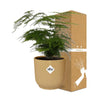 Plant Asparagus Setaceus ‘Plumosus’ in ELHO Vibes Fold d14cm geel