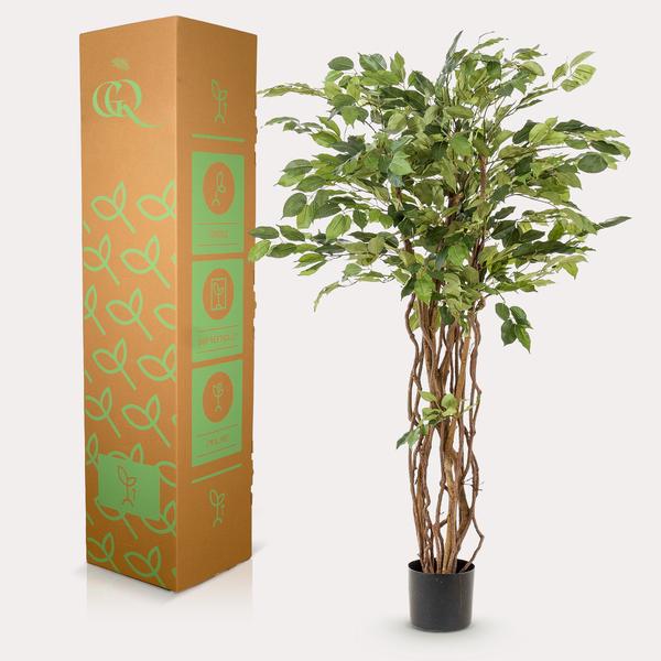 Plant Vioolbladkunstplant - Ficus liana - 140cm