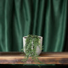 Plant Hangplant Hedera Helix Pitsburg - Hang/XXL - Ø24cm - ↕70 cm