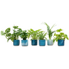 Plant Planten Verrassingsbox - 6 planten met pot - Elho Ocean Round atlantisch blauw Ø14