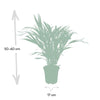 Plant Dypsis Lutescens - Areca - Ø17cm - ↕60cm