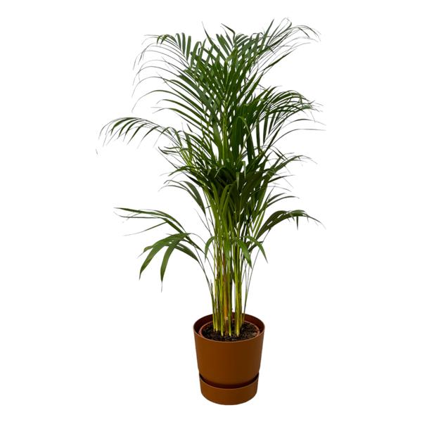 Plant Grote Areca palm in pot- ↨110cm - Ø21cm inclusief Elho Greenville Round pot bruin D24xH23