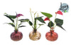 Plant Kleurige Anthurium Set Mix in Nela 3 kleuren - 3 stuks - Ø12cm - ↕30cm