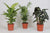 Plant Makkelijke kamerplanten box - 3 stuks - Ø17cm - ↕45-55cm