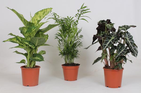 Plant Makkelijke kamerplanten box - 3 stuks - Ø17cm - ↕45-55cm
