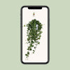 Plant Hedera Helix Pitsburg - Hang/XXL - Ø17cm - ↕90cm