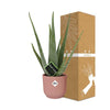 Plant Aloe Vera d12cm in roze pot ELHO