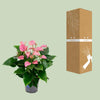 Plant Roze flamingoplant Ø17cm - ↕55cm - Anthurium Karma Joli