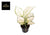 Plant Aglaonema White Joy - Ø12cm - ↕35cm