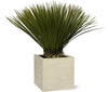 Plant Yucca Rostrata - 80cm- Ø27