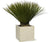 Plant Yucca Rostrata - 80cm- Ø27