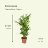 Plant Voordeelset 2 Mexicaanse Bergpalmen - Chamaedorea Elegans