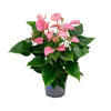 Plant Roze flamingoplant Ø17cm - ↕55cm - Anthurium Karma Joli