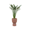 Plant Grote Strelitzia Reginae inclusief bruine pot - Ø41 - 190 cm