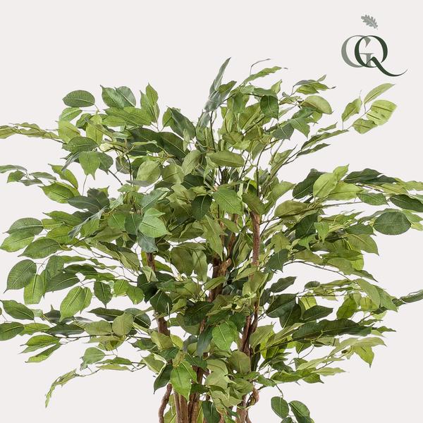 Plant Vioolbladkunstplant - Ficus liana - 140cm