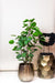 Plant Kunstboom Polyscias Aralia - 105 cm - Kunstplant