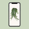 Plant Hangplant Hedera Helix Pitsburg - Hang/XXL - Ø24cm - ↕70 cm