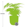 Plant Asparagus Setaceus ‘Plumosus’ in ELHO Vibes Fold d14cm geel