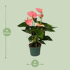 Plant Anthurium Sweet Dream - Ø12cm - ↕35cm