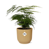 Plant Asparagus Setaceus ‘Plumosus’ in ELHO Vibes Fold d14cm geel
