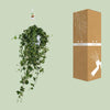 Plant Hedera Helix Pitsburg - Hang/XXL - Ø17cm - ↕90cm