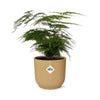 Plant Asparagus Setaceus ‘Plumosus’ in ELHO Vibes Fold d14cm geel