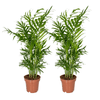 Plant Voordeelset 2 Mexicaanse Bergpalmen - Chamaedorea Elegans