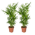 Plant Voordeelset 2 Mexicaanse Bergpalmen - Chamaedorea Elegans