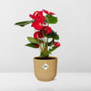 Plant Rode Anthurium in stijlvolle gele pot - (hoogte tot 40cm)