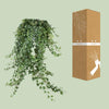 Plant Hangplant Hedera Helix Pitsburg - Hang/XXL - Ø24cm - ↕70 cm