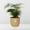 Plant Asparagus Setaceus ‘Plumosus’ in ELHO Vibes Fold d14cm geel