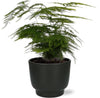 Plant Elegante Sierasperge in stijlvolle zwarte pot - ↕35cm