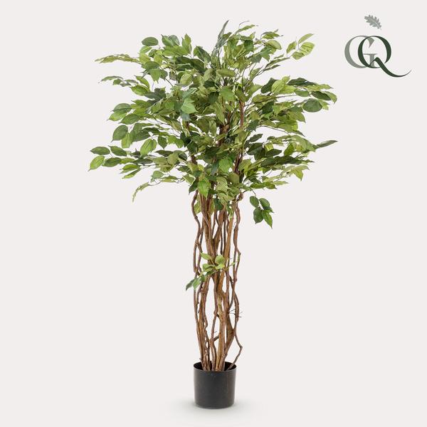 Plant Vioolbladkunstplant - Ficus liana - 140cm
