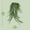 Plant Hangplant Hedera Helix Pitsburg - Hang/XXL - Ø24cm - ↕70 cm